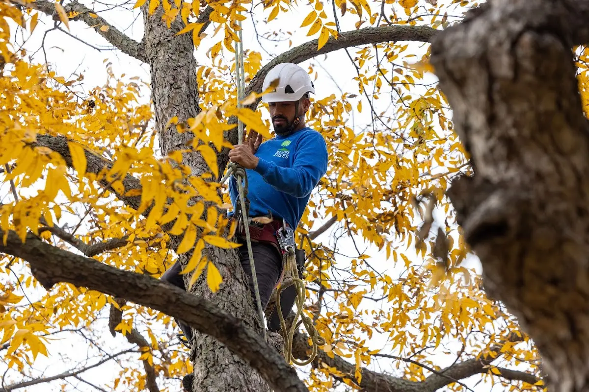 Skilled Tree Planing crew working in Graysville
